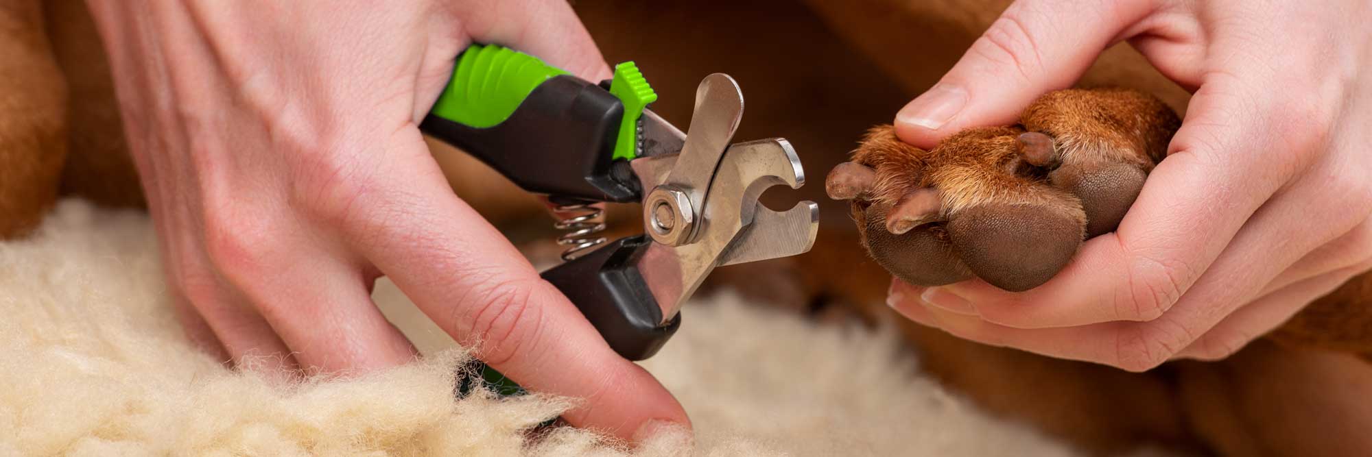 Dog-Nail-Clippers-Banner