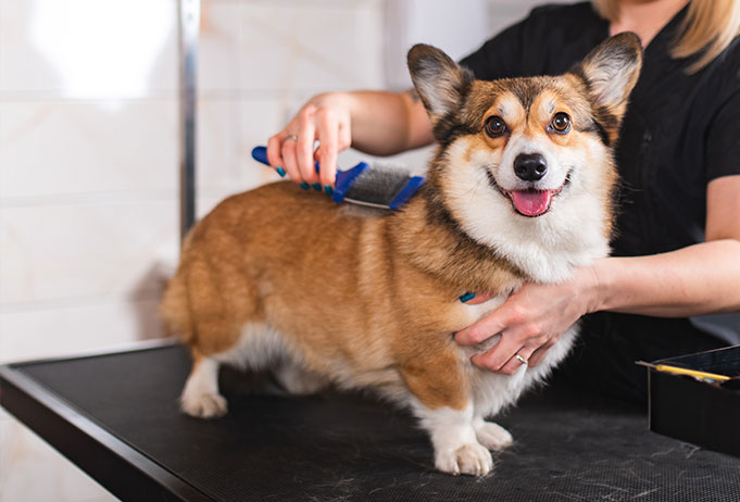 Corgi, Husky Choosing Detangling Combs