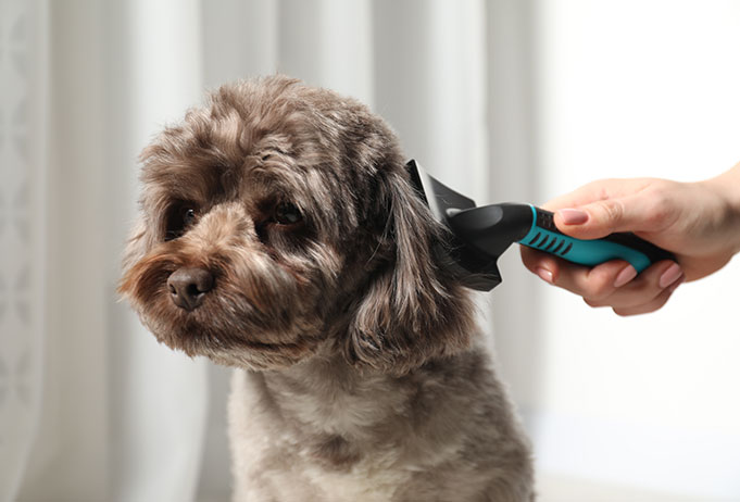 West Highland Terrier, Schnauzer Choosing Detangling Combs