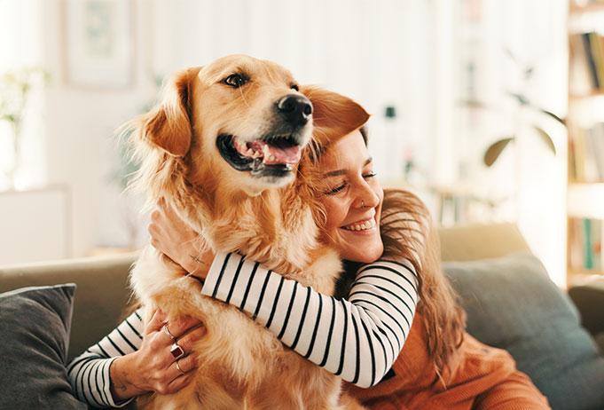Golden Retriever, Samoyed Choosing Detangling Combs