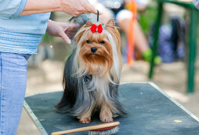 Maltese, Yorkshire Maltese, Yorkshire Choosing Detangling Combs