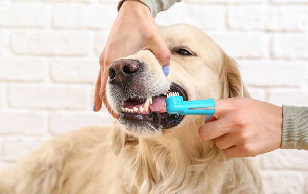 Dog Toothbrush