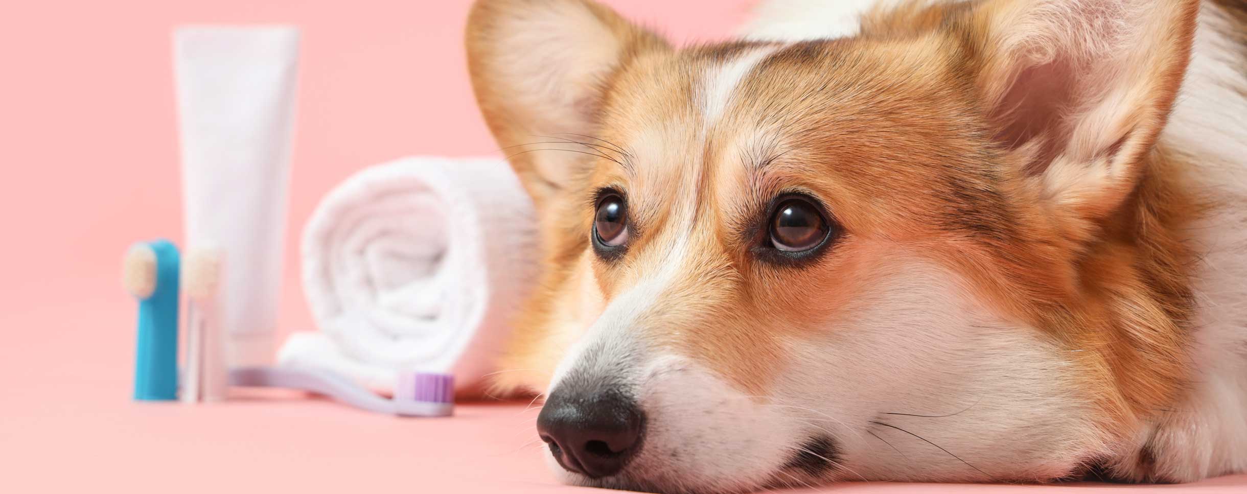 Professional-Dog-Toothbrushes-Banner