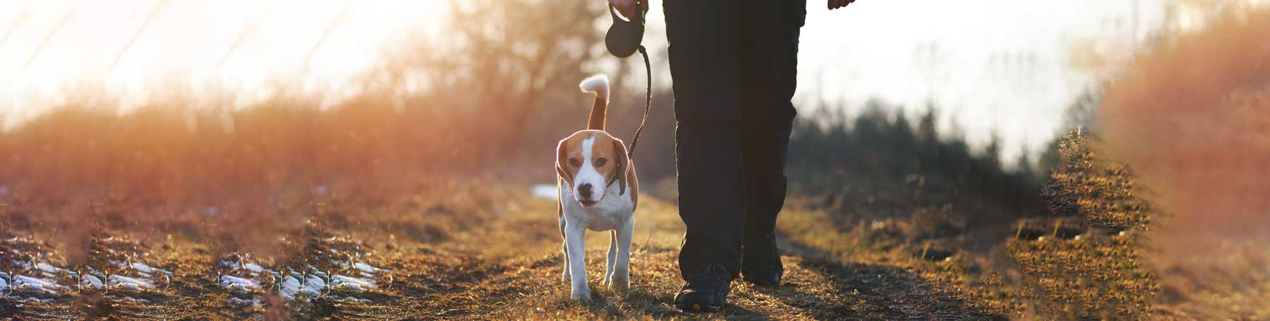 Custom-Retractable-Dog-Leashes