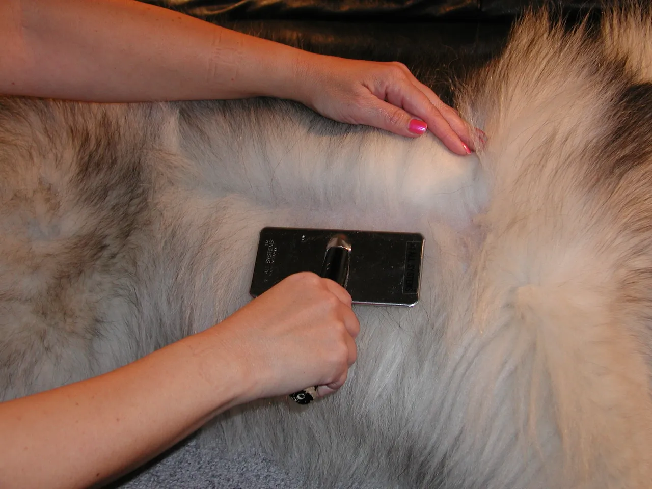 Part the fur so you can get the brush bristles as close to the skin as possible.webp