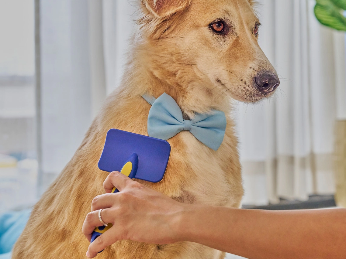 How to Choose the Right Slicker Brush for Your Dog